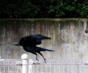 raven and mortality